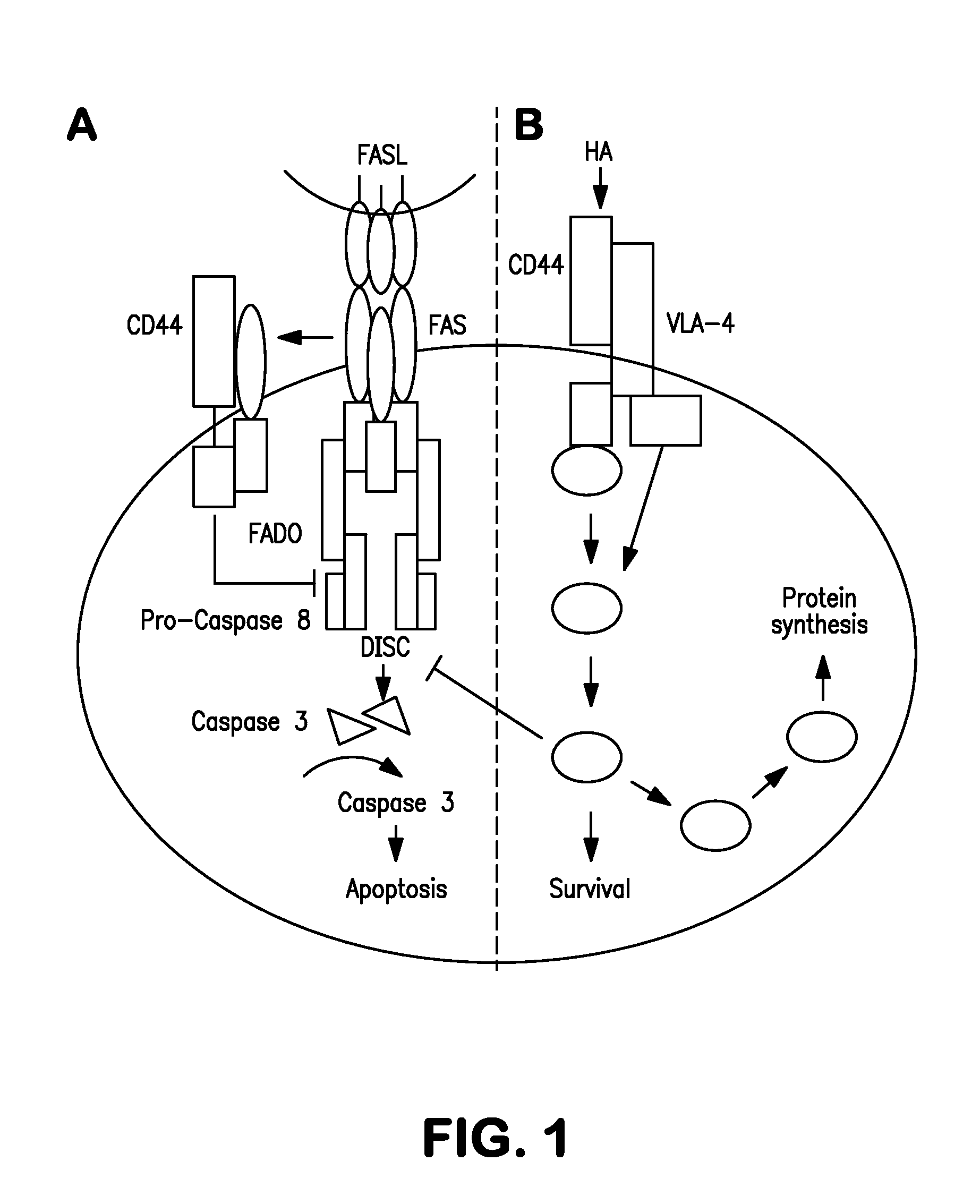 Method for regulating survival and memory of t helper 1 cells