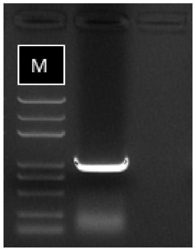 Rice sheath blight effector gene RsIA-NP8 and application thereof