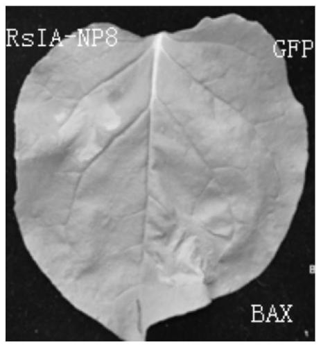 Rice sheath blight effector gene RsIA-NP8 and application thereof