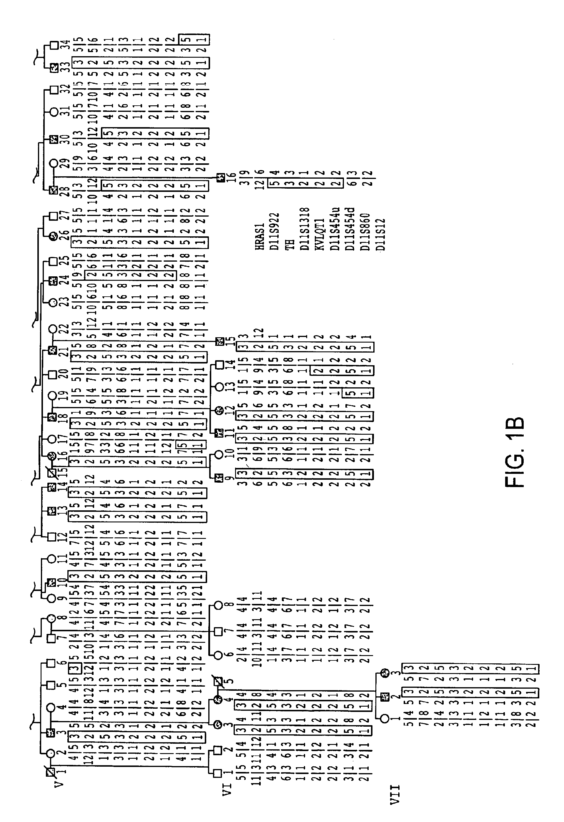 KVLQT1—a long QT syndrome gene