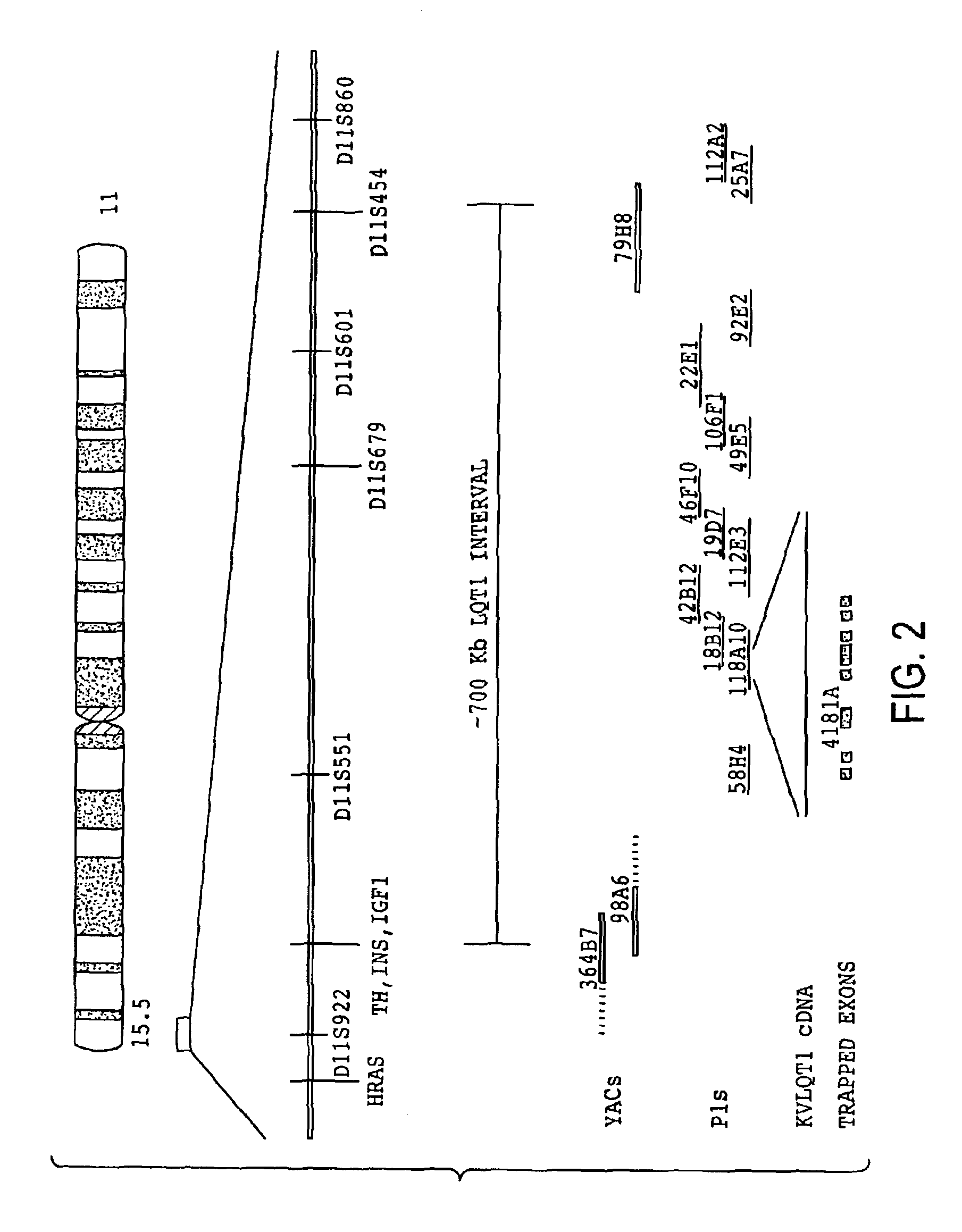 KVLQT1—a long QT syndrome gene