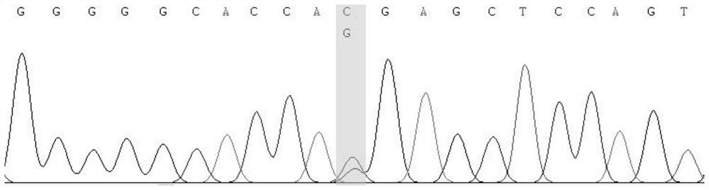 Primer group and kit for detecting osteogenesis insufficiency related genes based on multiple PCR (Polymerase Chain Reaction) and high-throughput sequencing technology and application of primer group and kit