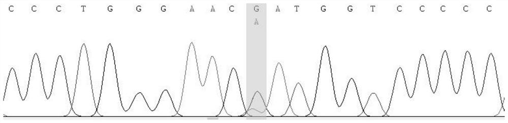 Primer group and kit for detecting osteogenesis insufficiency related genes based on multiple PCR (Polymerase Chain Reaction) and high-throughput sequencing technology and application of primer group and kit