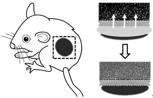 A kind of anisotropic wound dressing and preparation method thereof