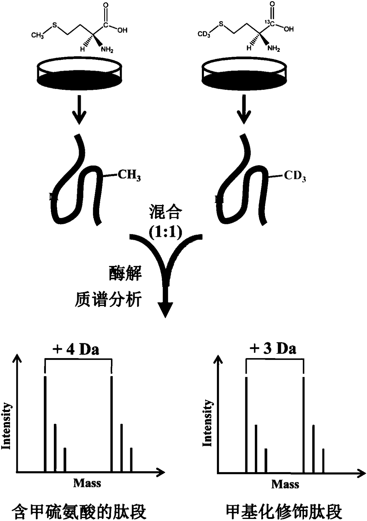 Protein methylation identification method