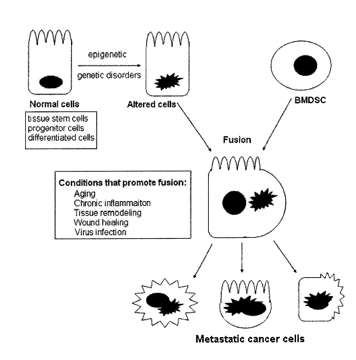 Stem Cell Fusion Model of Carcinogenesis