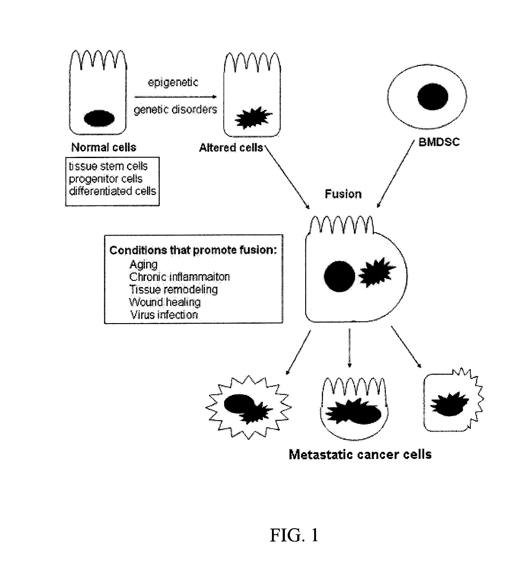 Stem Cell Fusion Model of Carcinogenesis