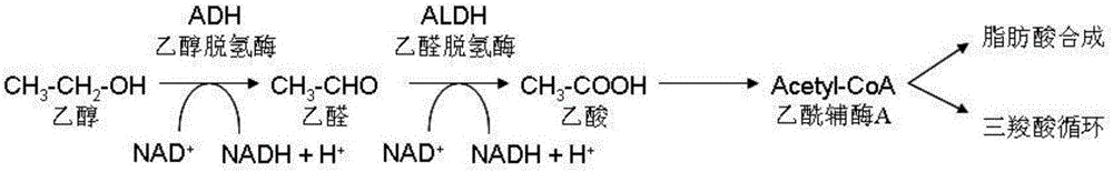 Application of apigenin in preparing medicines or health care foods for preventing and/or treating alcoholic liver injury