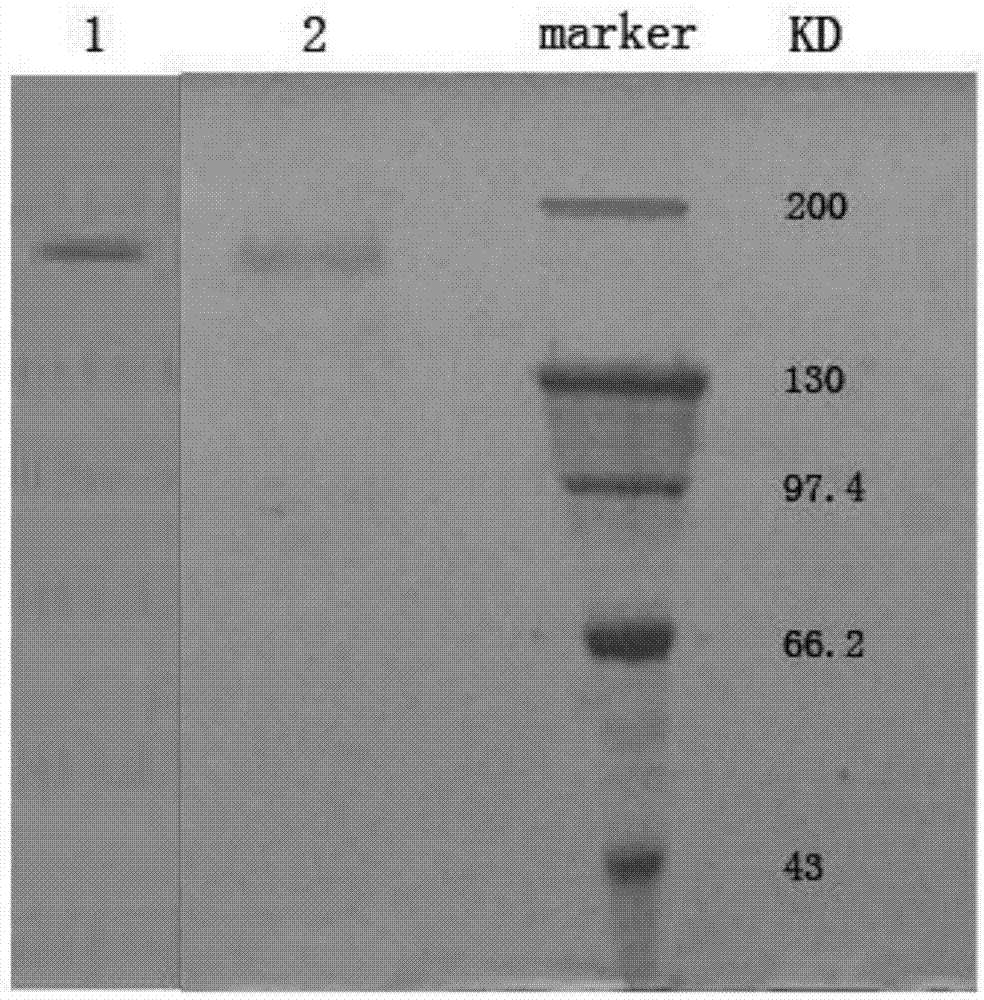 Recombinant escherichia coli strain for producing beta-alanine as well as construction method and application thereof