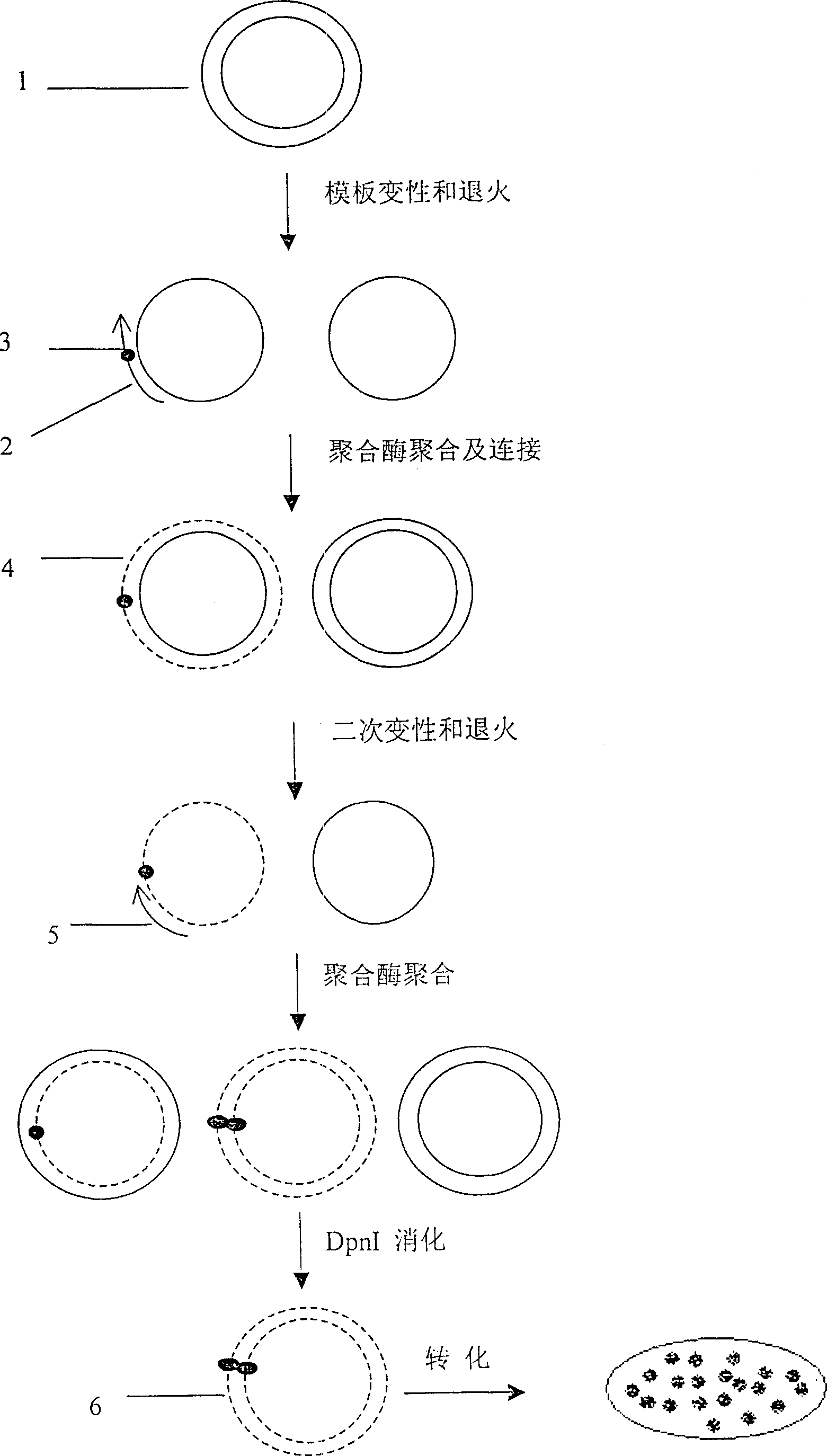Method of point mutation without need of chain reaction of polymerase and the kit