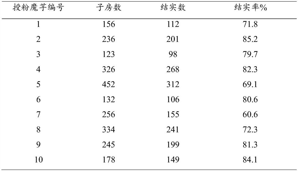 A method for improving the seed setting rate of cross pollination of white konjac and flower konjac