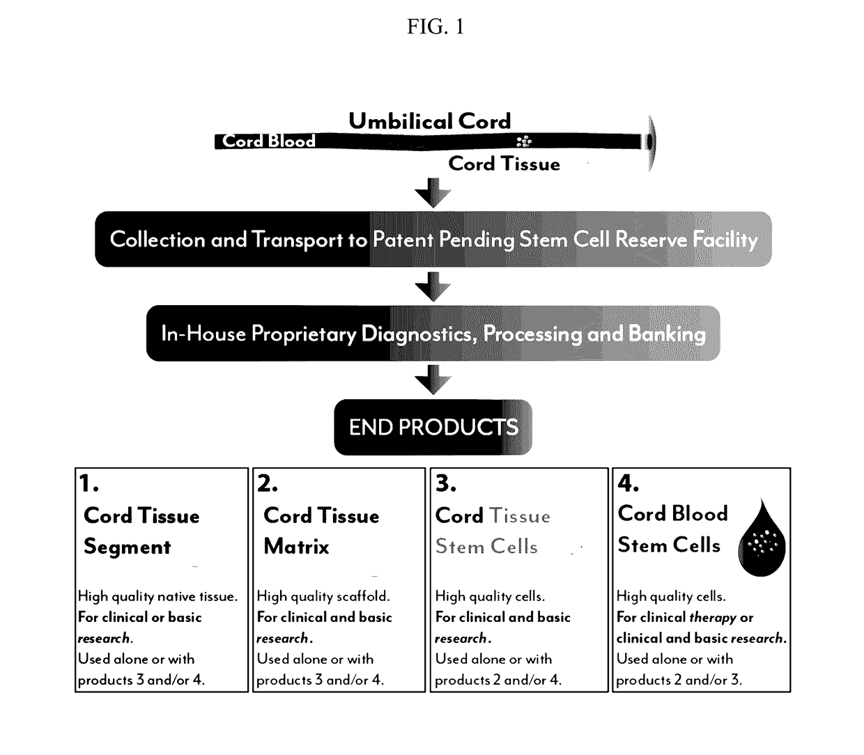 Stem cells and matrix from cord tissue