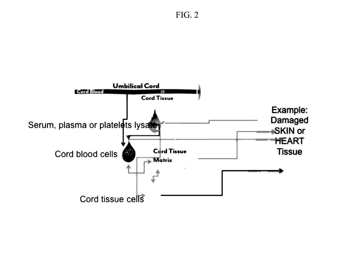 Stem cells and matrix from cord tissue