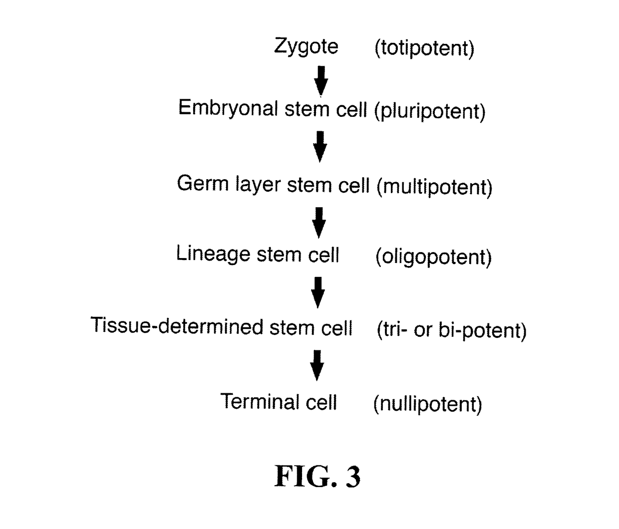 Stem cells and matrix from cord tissue