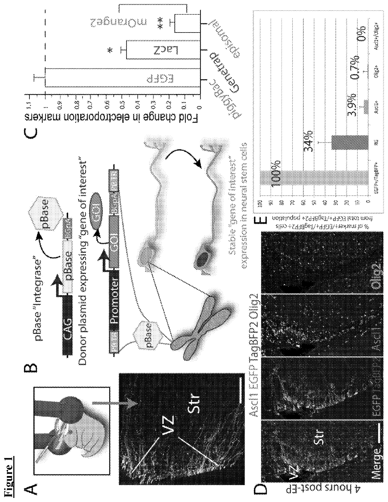 ETS factors regulate neural stem cell depletion and gliogenesis in Ras pathway glioma