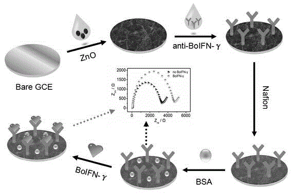 Preparation method for bovine gamma interferon impedance type immunosensor based on zinc oxide nano-materials