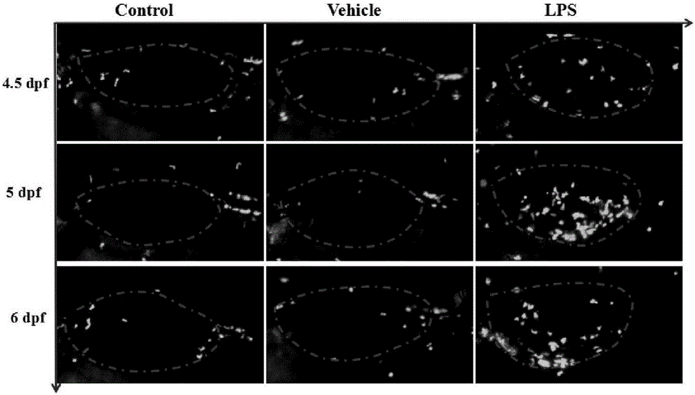 Method for evaluating lung injury therapeutic agent and inductive agent by use of zebra fish bladder injury inflammation model