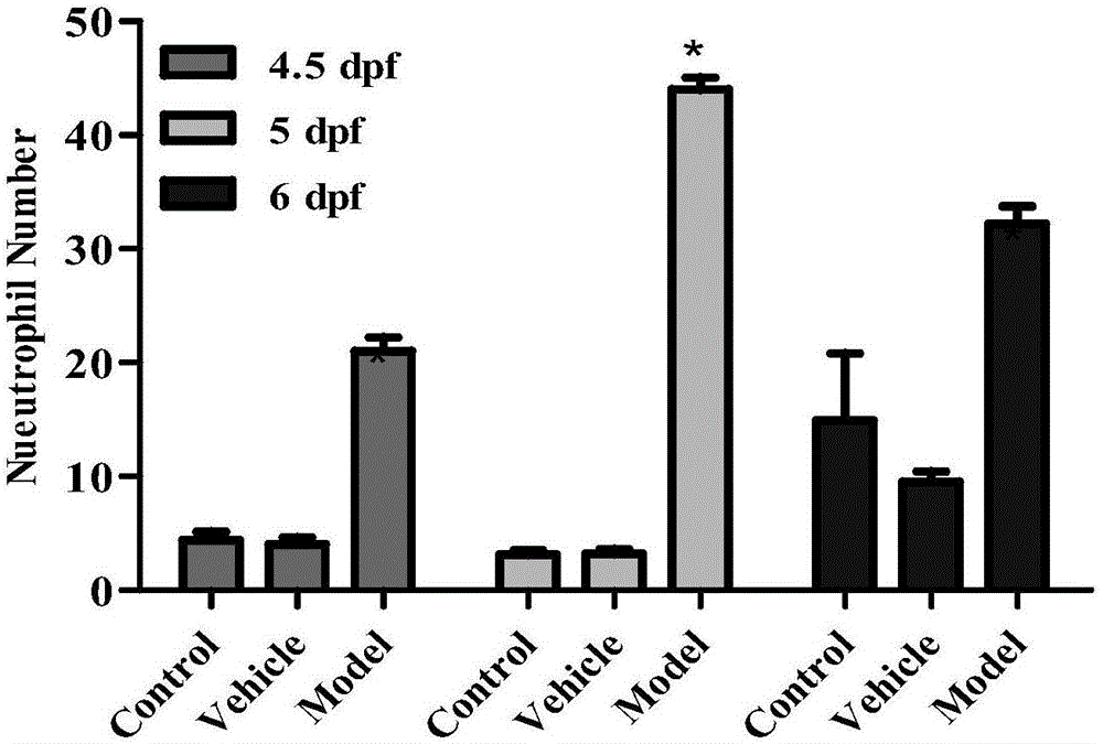 Method for evaluating lung injury therapeutic agent and inductive agent by use of zebra fish bladder injury inflammation model