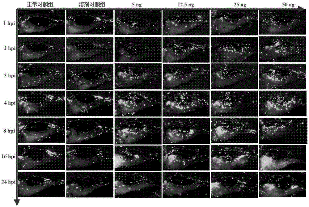 Method for evaluating lung injury therapeutic agent and inductive agent by use of zebra fish bladder injury inflammation model