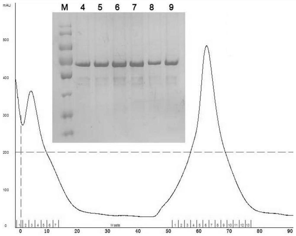 A monoclonal antibody capable of competing with positive serum for binding to African swine fever virus b646l antigen and its application