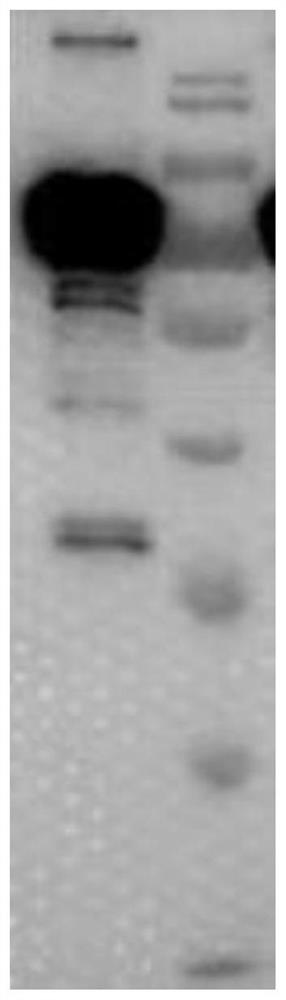 A monoclonal antibody capable of competing with positive serum for binding to African swine fever virus b646l antigen and its application