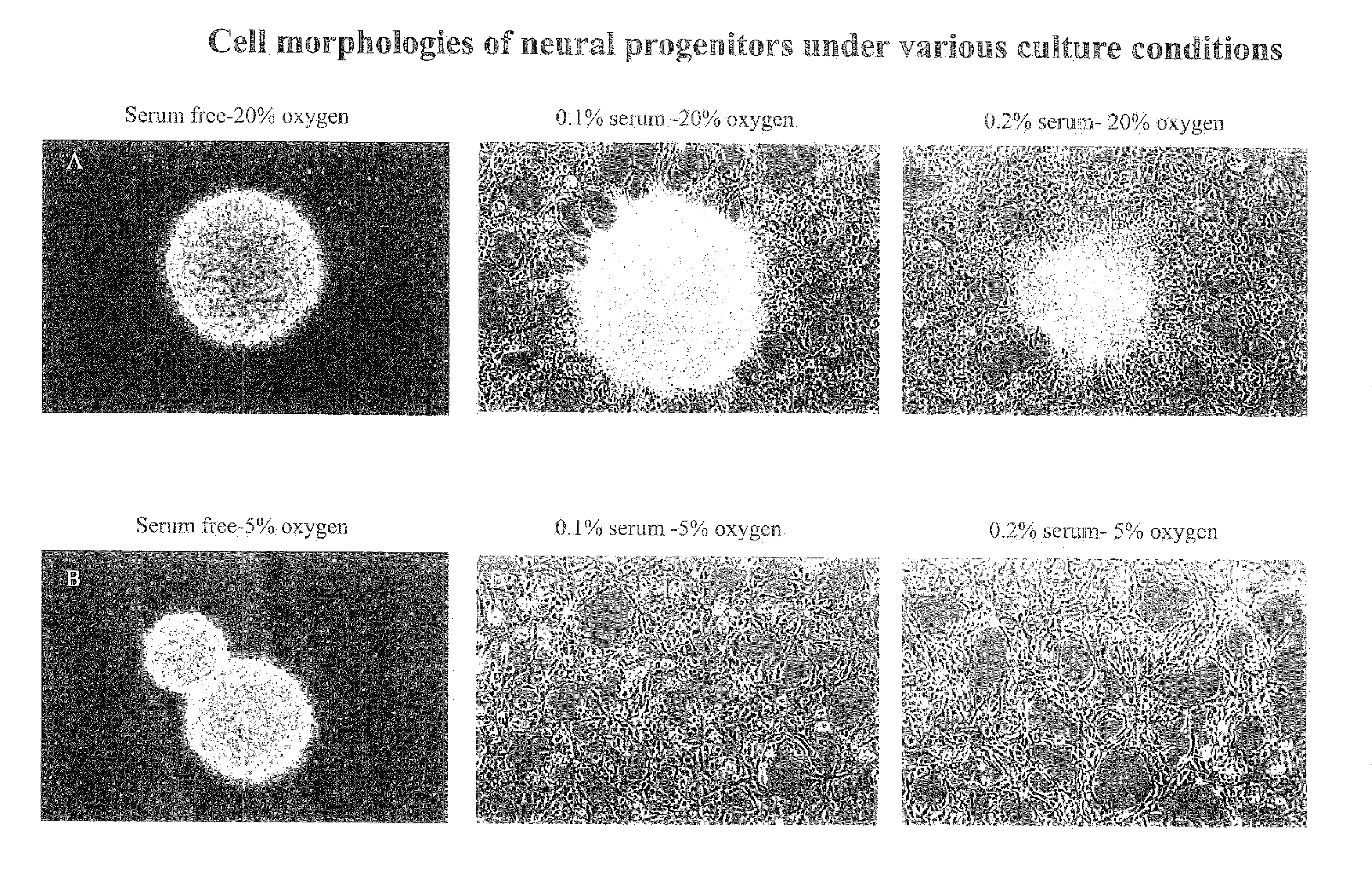 Stem cells and methods incorporating environmental factors as a means for enhancing stem cell proliferation and plasticity