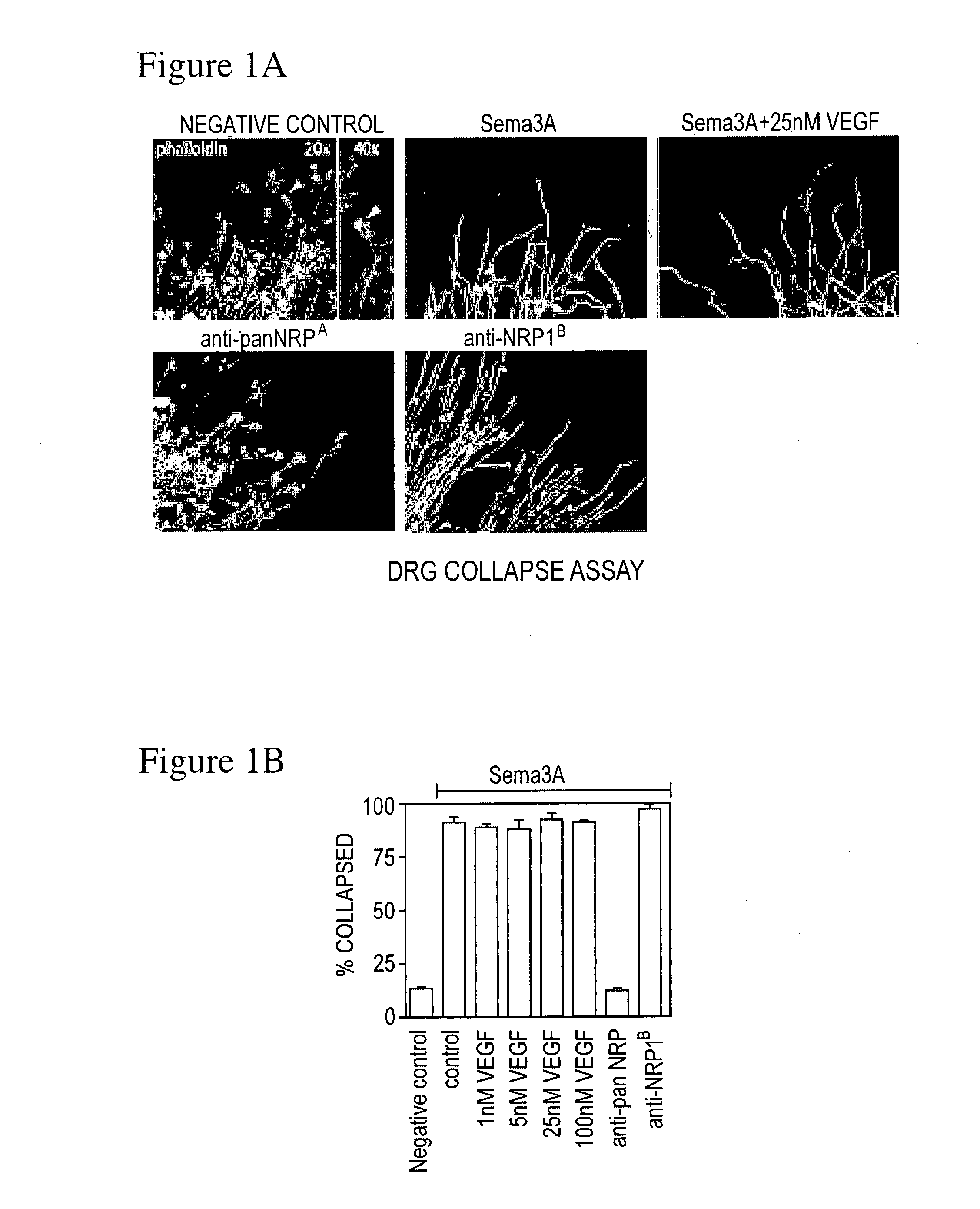 Crystal structures of neuropilin fragments and neuropilin-antibody complexes