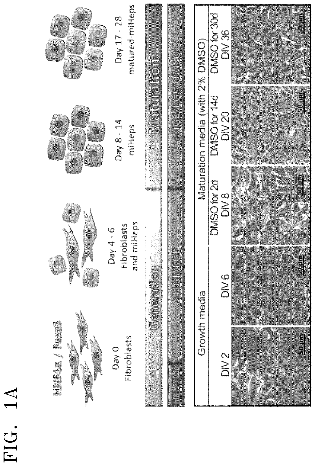 Method of preparing three-dimensional cell spheroid including adipose-derived stem cells and hepatocytes