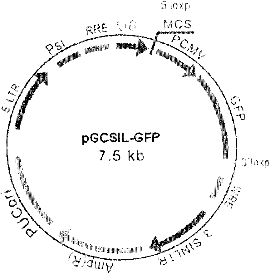 Construction and application of recombined lentivirus vector aiming at RNA interference of PKC gamma genes