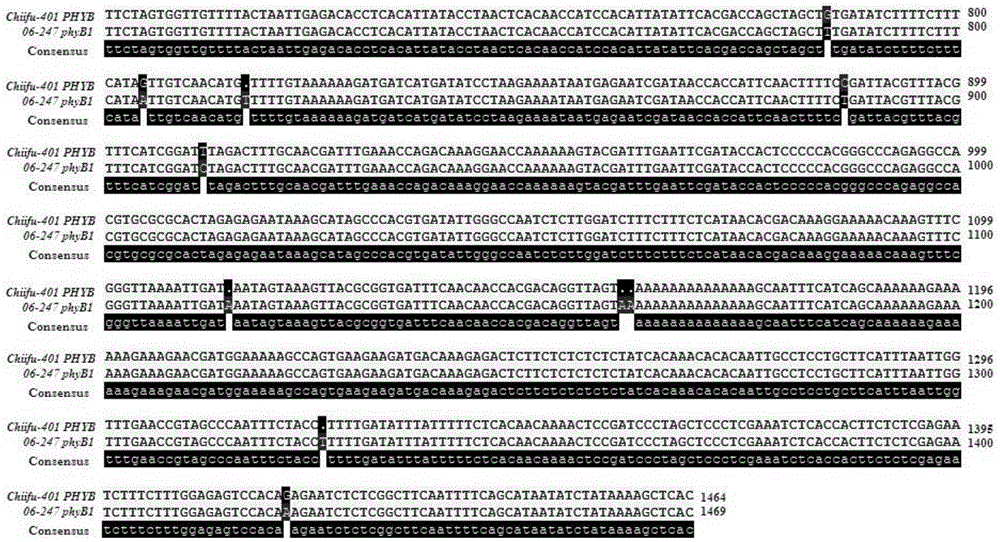 Molecular marker closely linked with celery cabbage PHYB gene promoter allelic variation type phyB1/B2 and application of molecular marker