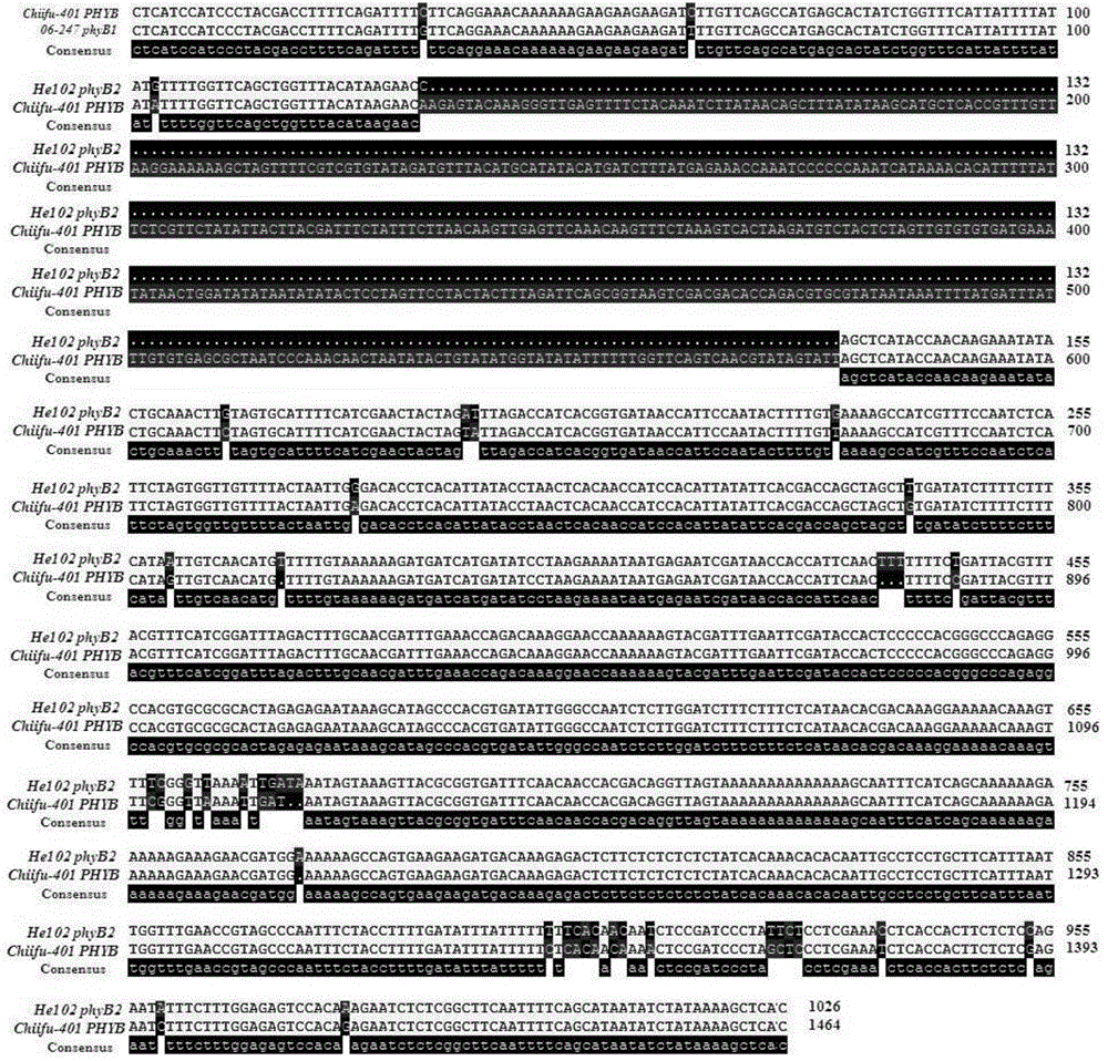 Molecular marker closely linked with celery cabbage PHYB gene promoter allelic variation type phyB1/B2 and application of molecular marker