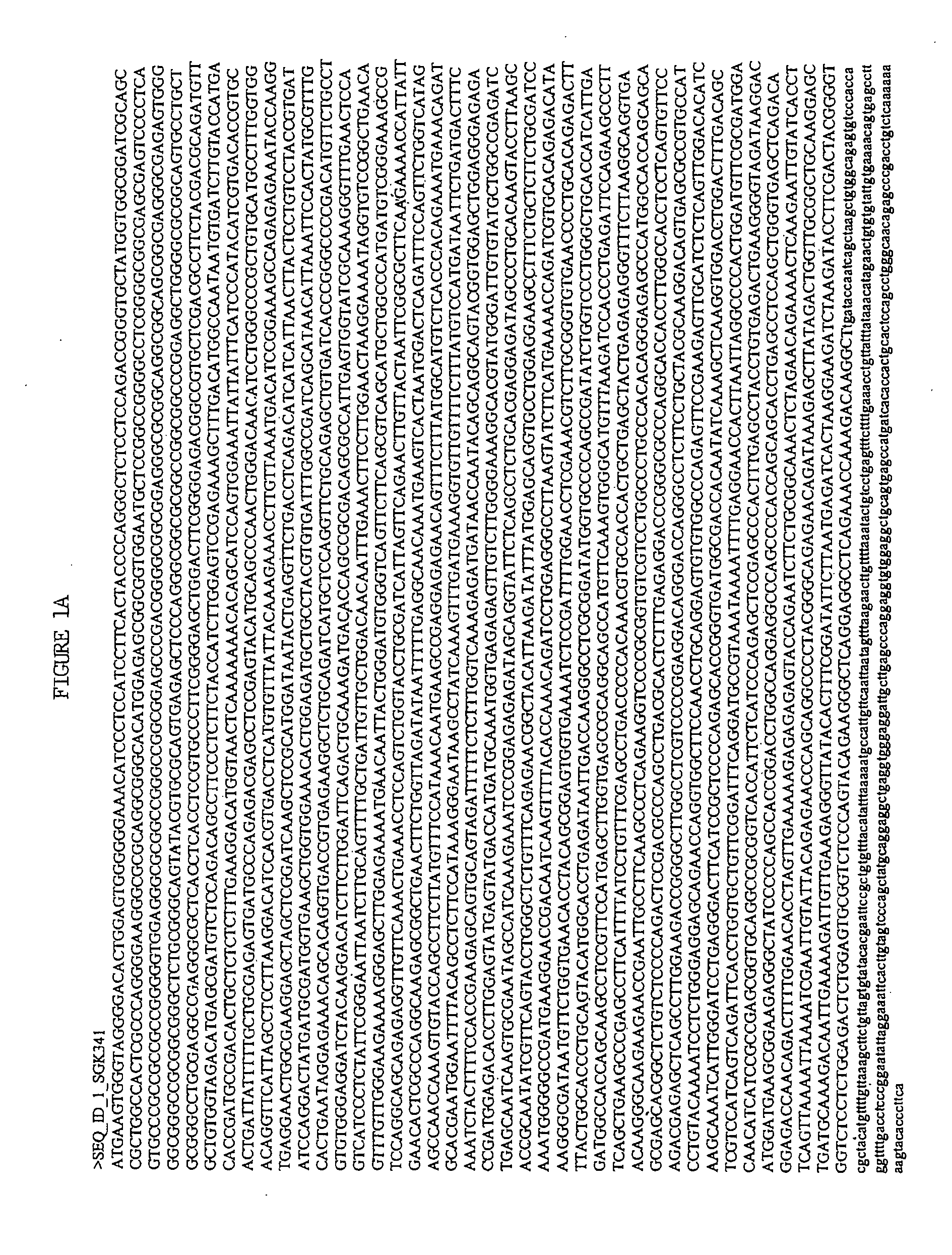 Novel human protein kinases and protein kinase-like enzymes