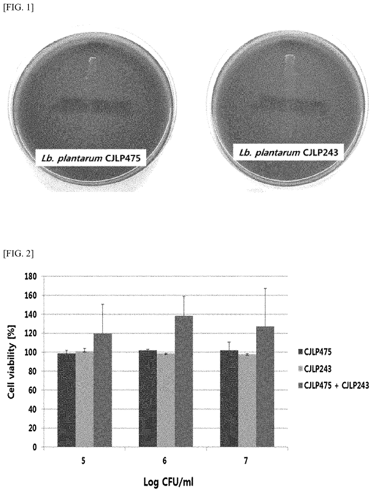 Composition comprising <i>Lactobacillus plantarum </i>CJLP475 strain and <i>Lactobacillus plantarum </i>CJLP243 strain and use thereof