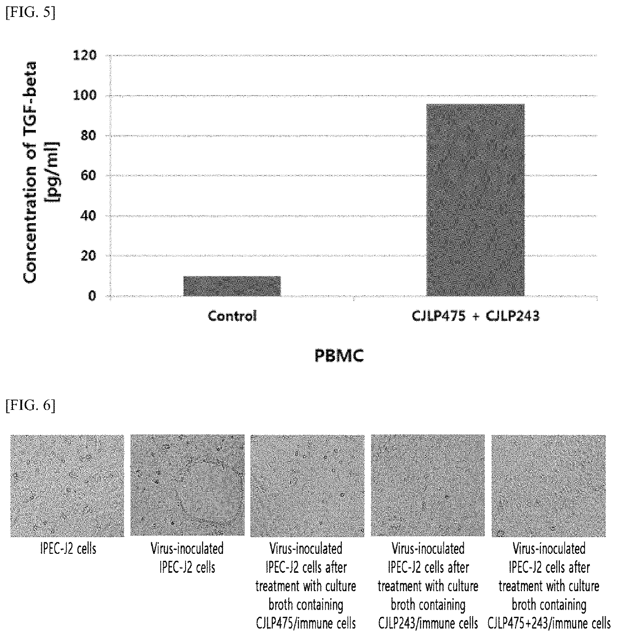 Composition comprising <i>Lactobacillus plantarum </i>CJLP475 strain and <i>Lactobacillus plantarum </i>CJLP243 strain and use thereof