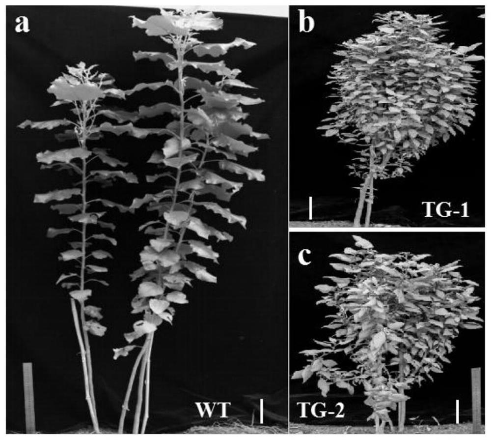 Method for creating high-anthocyanin horticultural ornamental poplar by utilizing miR156