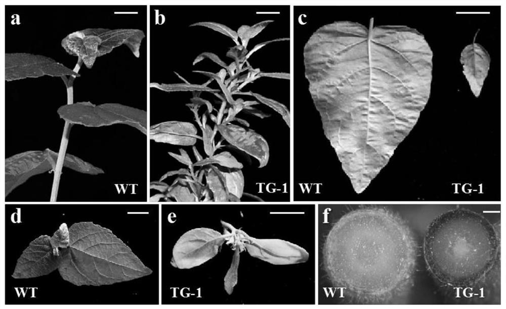 Method for creating high-anthocyanin horticultural ornamental poplar by utilizing miR156