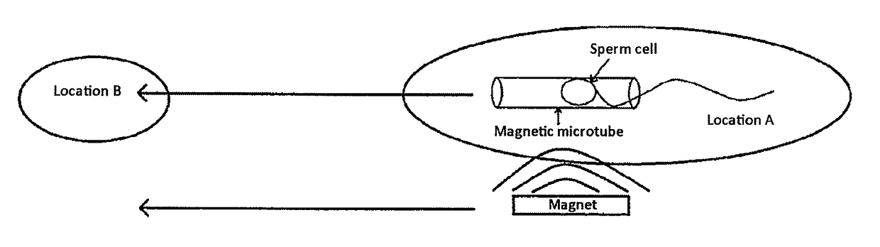 Method for the controlled movement of motile cells in liquid or gaseous media