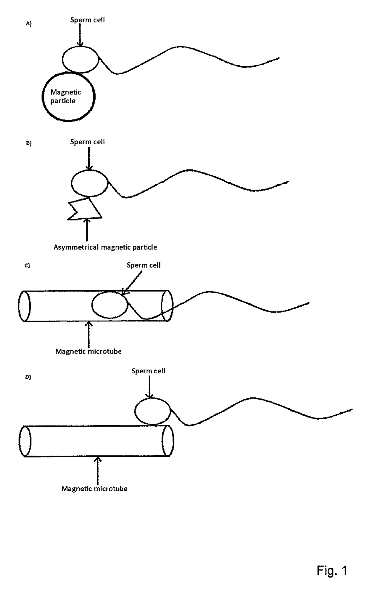 Method for the controlled movement of motile cells in liquid or gaseous media