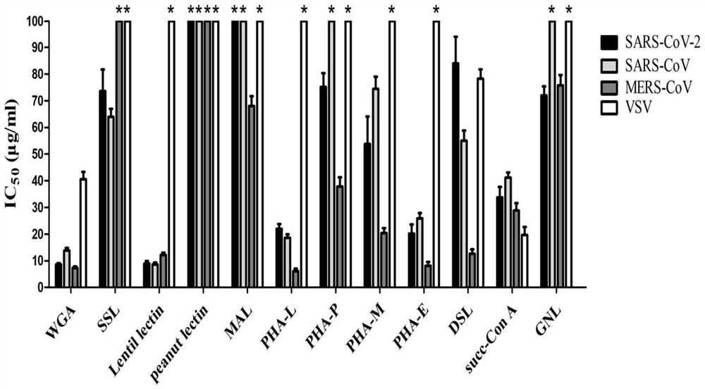 A kind of plant lectin succ-con A for treating coronavirus infection and its application