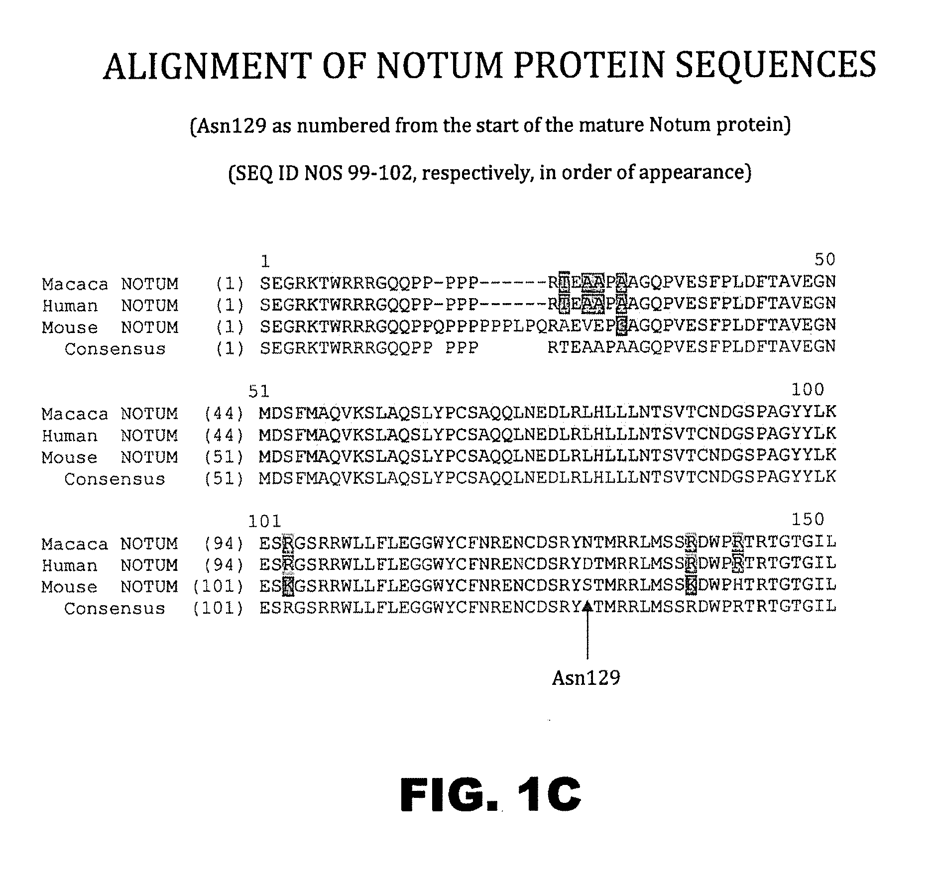 Notum protein modulators and methods of use