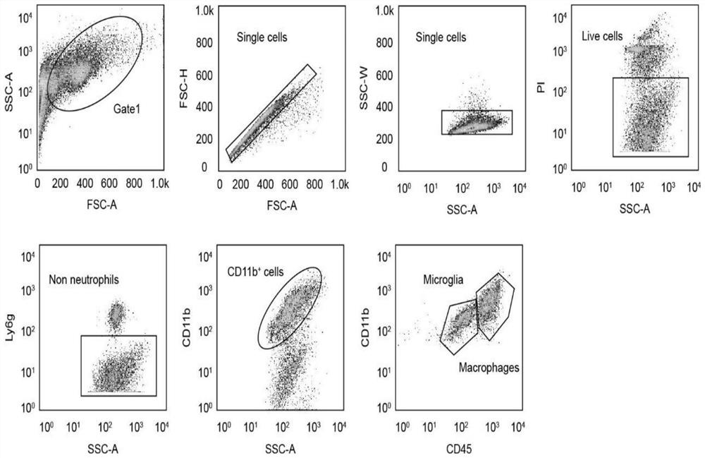 Application of CD74 protein in preparation of kit for identifying macrophage subsets in brains after ischemic injury