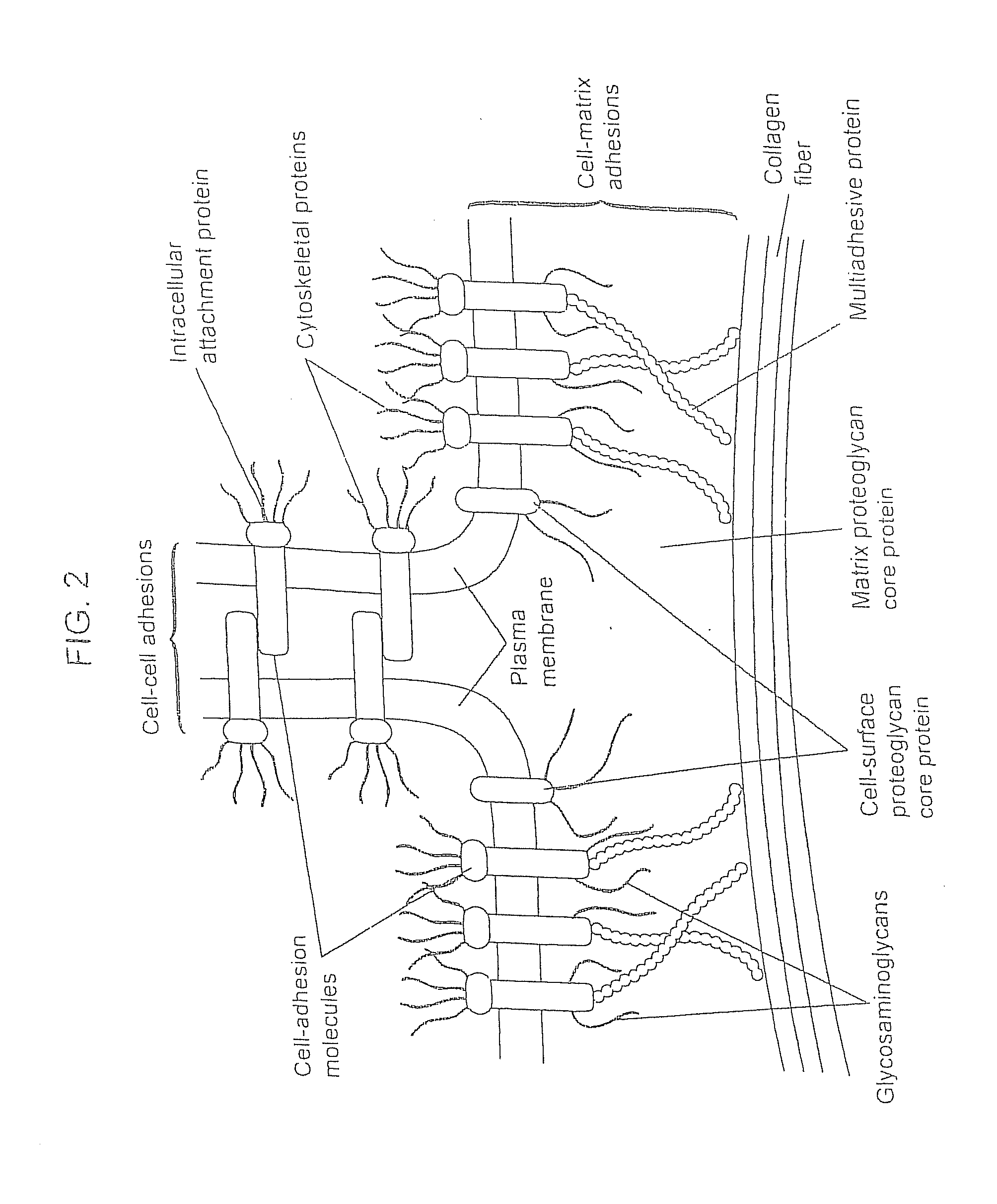 Compositions for Regenerating Defective or Absent Myocardium