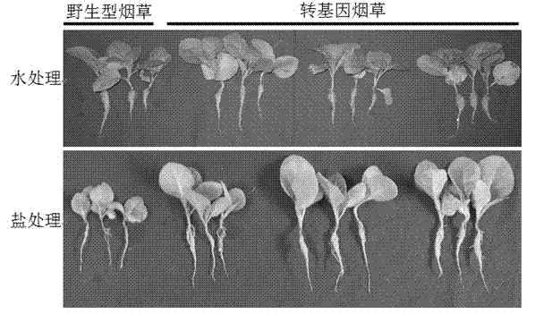 Wheat calreticulin fragment TaCRT1-206, and coding sequence and application thereof