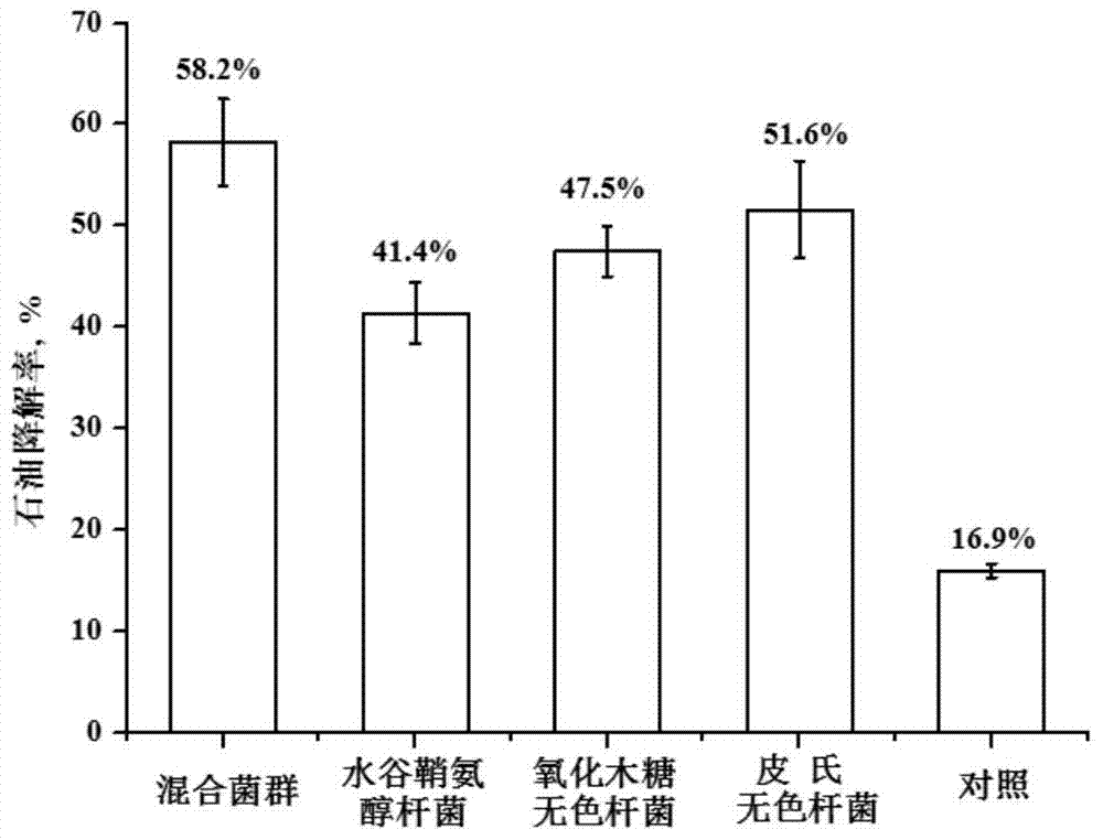 Composite bacterial agent for repairing heavy oil polluted coastline and its preparation method and application