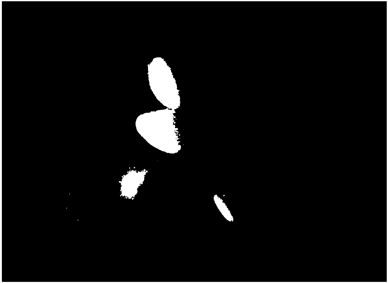 A method for observing and processing aphid embryos