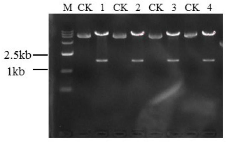 Rice als mutant gene, plant transgenic screening vector pcalsm3 containing the gene and application thereof