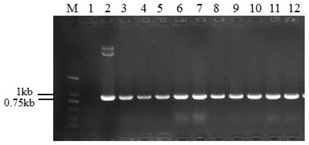 Rice als mutant gene, plant transgenic screening vector pcalsm3 containing the gene and application thereof