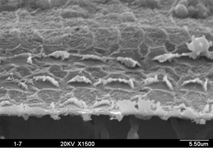 A preparation method of a pharmaceutical composition for treating deafness