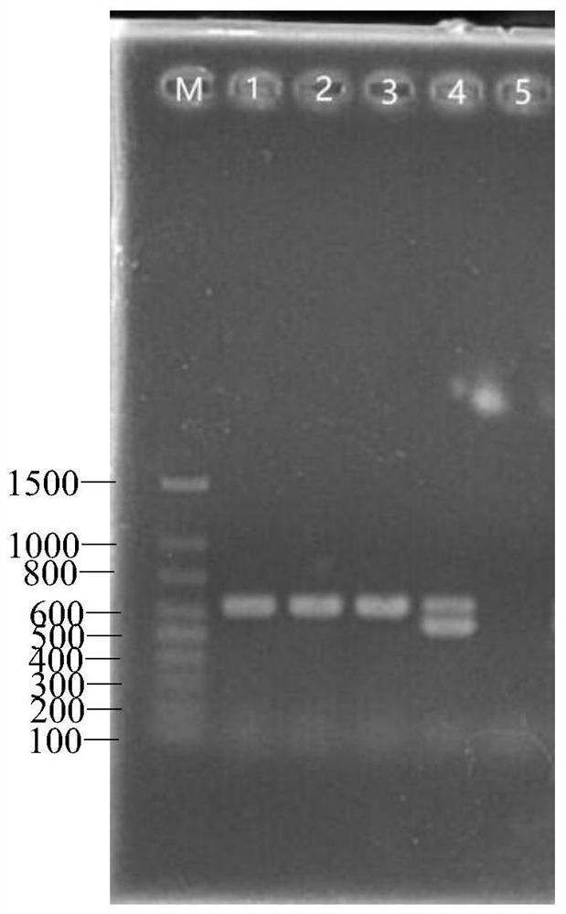 A kind of smut haploid strain um01 and application thereof
