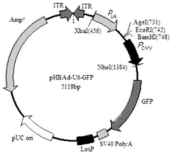 Recombined Ad-TNFR2 shRNA adenoviridae and construction and application thereof